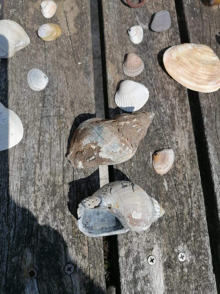 Wellhornschnecken