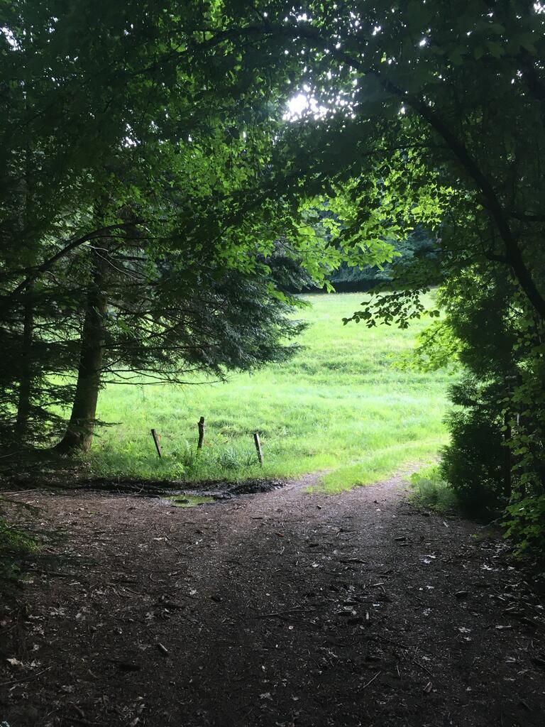 Waldweg führ auf eine Lichtung.