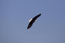 Ein Adler mit weit ausgestreckten Flügeln vor blauem Himmel