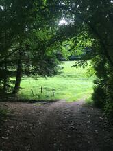 Ein Waldweg