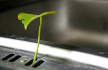 Ein kleiner Pflanzenspross wächst aus einem Abfluss hervor.