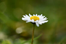 Gänseblümchen, Hintergrund in Unschärfe