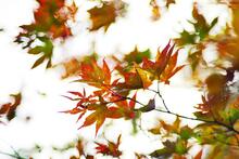 bunte Herbstblätter