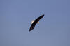 Ein Adler mit weit ausgestreckten Flügeln vor blauem Himmel