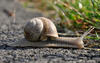 Eine langgestreckte Weinbergschnecke bewegt sich auf dem Asphalt und streckt ihre Fühler nach der Wiese am Wegrand aus.