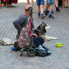 Ein Obdachloser sitzt mit seinem Hund auf dem Straßenpflaster. Daneben einige Besitztümer wie Einkauftstrolley und eine Plastiktüte mit Wasserflaschen. Im Bildhintergrund sind die Beine einiger Passanten im Bild.