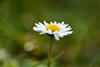 Gänseblümchen, Hintergrund in Unschärfe